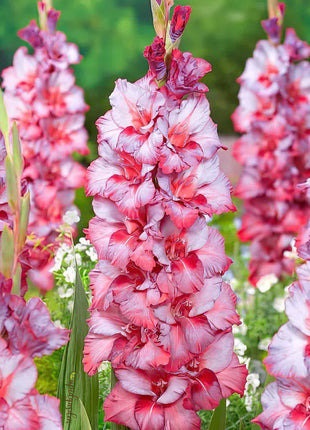 Gladiolus Flower