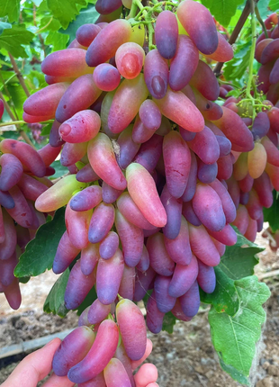 Beauty Finger Grape Seeds
