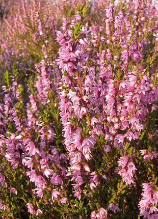 Purple Heather-callun