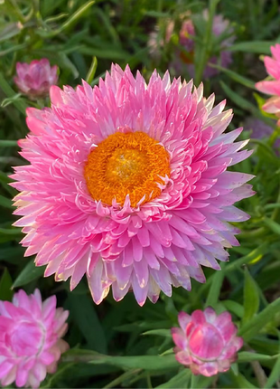 Strawflower Seeds Xerochrysum Bracteatum