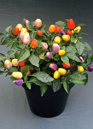 Chinese Five-Color Pepper Ornamental Pepper
