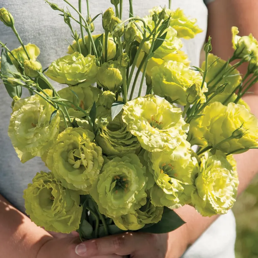💐Lisianthus - A Sincere and Immutable Love