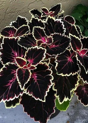 800+pcs Mixed Color Hosta Seeds – Shade-Loving Perennials with Stunning Foliage, Easy to Grow, Low Maintenance, Perfect for Pots & Garden Beds