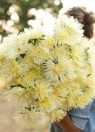 China Aster Valkyrie Yellow