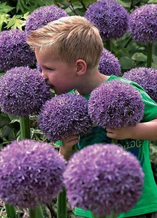 Garden Outdoor Giant Allium Giganteum Beautiful Flower Seeds Bonsai Plant Seeds