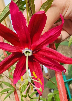 Passiflora Seeds - Banana Passion Fruit