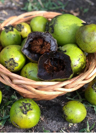 Black Sapote Seeds
