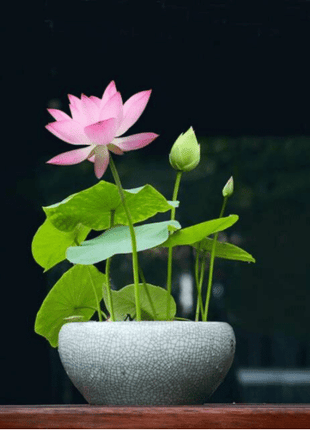 The Sacred Bonsai Lotus Flower