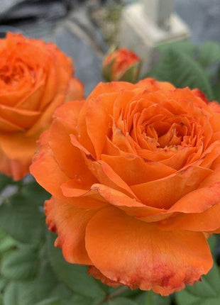 50pcs/Bag Climbing Rose Seeds