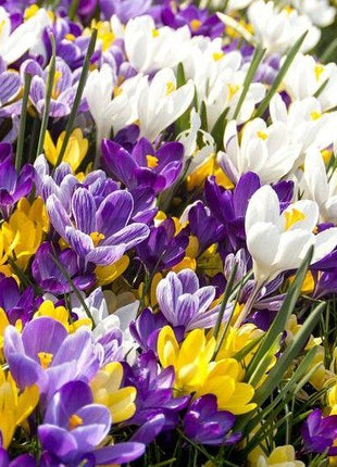 CROCUS BULBS - LARGE FLOWERING MIX