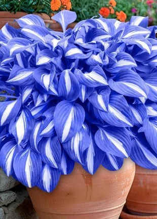 800+pcs Mixed Color Hosta Seeds – Shade-Loving Perennials with Stunning Foliage, Easy to Grow, Low Maintenance, Perfect for Pots & Garden Beds