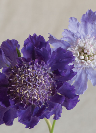 Scabiosa Comosa Seeds
