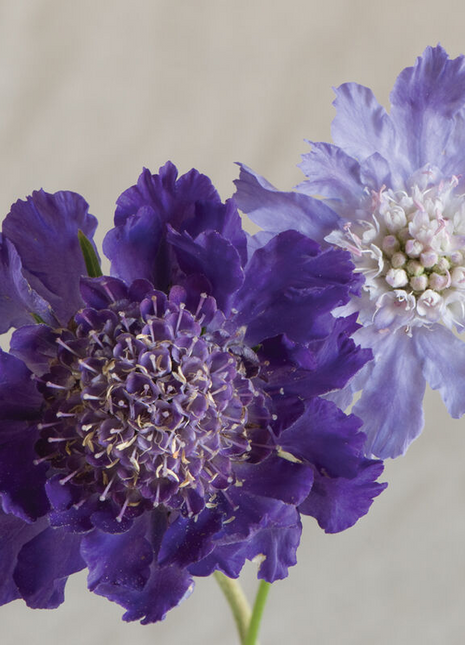 Scabiosa Comosa Seeds