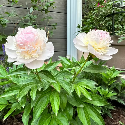 🌺 The Queen of Flowers—Double Petaled Piani