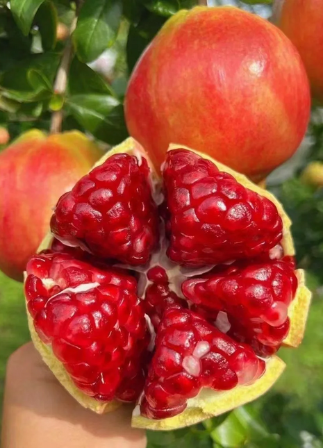 Soft Seeded Pomegranate Seeds