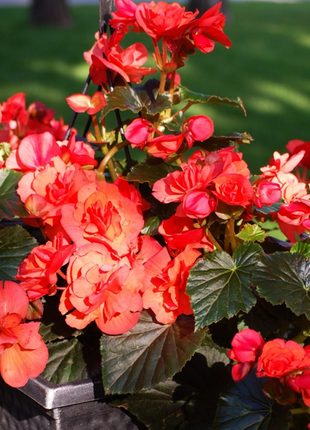 Mocca Cherry Begonia
