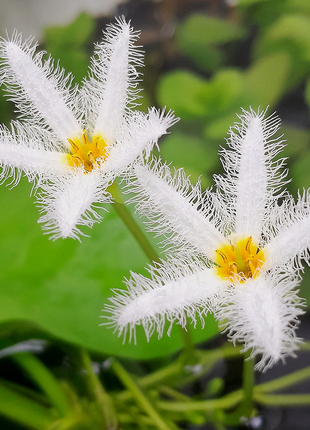 Hydroponic Plants Water Snowflake