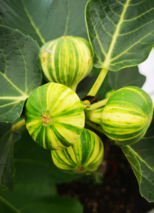 Rainbow Fig Seeds