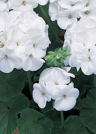 Geranium Pinto Premium White F1 Seed
