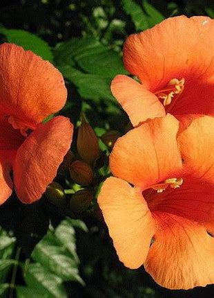 Orange HUMMINGBIRD TRUMPET CREEPER Campsis Radicans Vine Flower Seeds