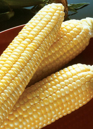 Sweet Corn Moonshine F1