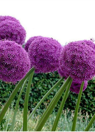 Garden Outdoor Giant Allium Giganteum Beautiful Flower Seeds Bonsai Plant Seeds