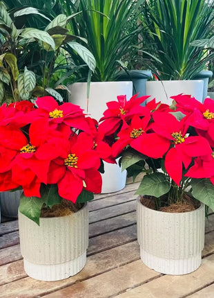 Christmas Star Flower Poinsettia Pot Seeds