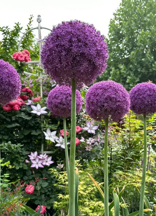 Giant Allium Giganteum Ornamental Onion Flower