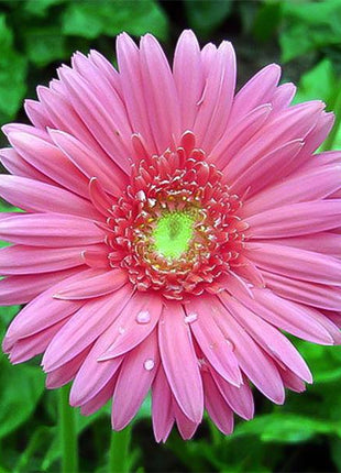 Pink gerbera flower seeds, sunflowers