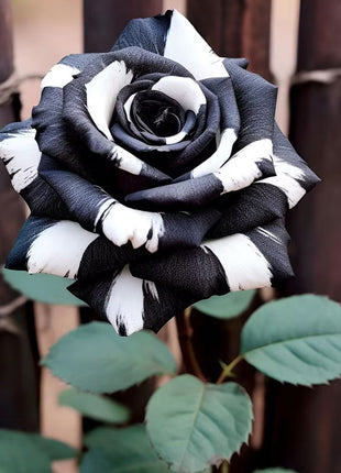 Rare Black & White Rose