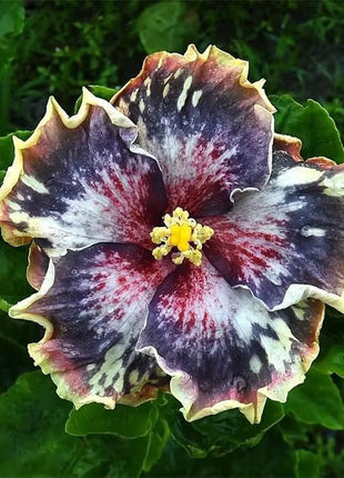 Mixed Giant Ombre Hibiscus Exotic Coral Flowers Seeds