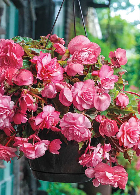 100pcs Switzerland Bloody Begonia Flower Seeds