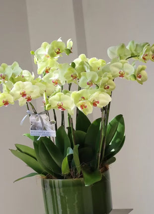 Phalaenopsis Seeds-Queen Of Orchids