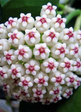 Egrow 20Pcs/Pack Hoya Seeds Potted Seed Hoya Carnosa Flower Seed Garden Plants