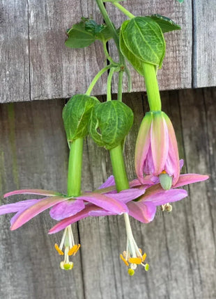 Passiflora Seeds - Banana Passion Fruit