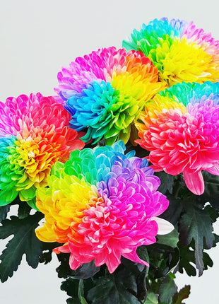 Rare Rainbow Chrysanthemum  Garden Mums Seeds