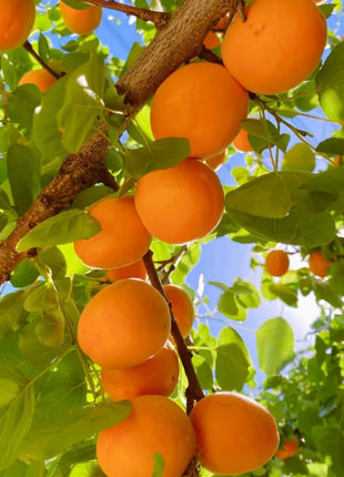 Apricot Seeds