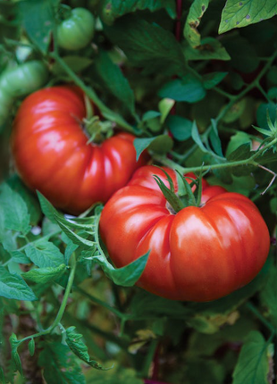 Beafsteak Tomato Seeds