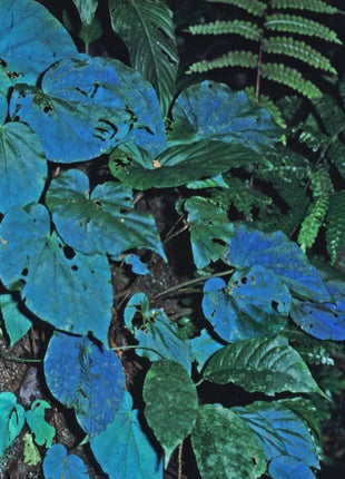 Peacock Begonia - blue begonia