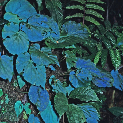 Peacock Begonia - blue begonia