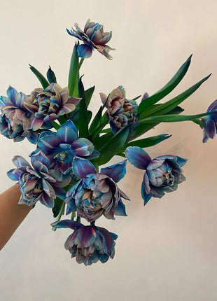 Tulipany Double Bubble