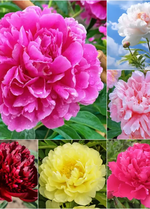 🌺 The Queen of Flowers—Double Petaled Piani