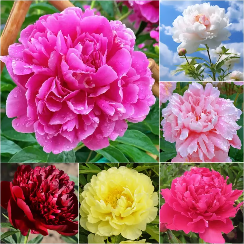 🌺 The Queen of Flowers—Double Petaled Piani