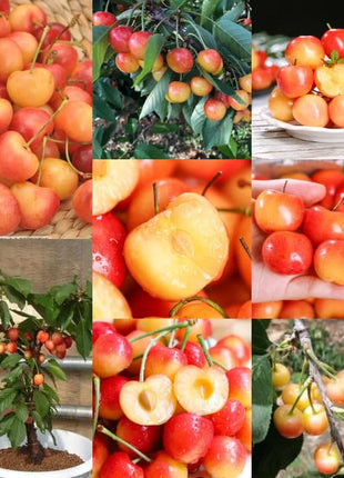 🍒Rainier Cherry Fruit Seeds(🌿99% Germination)