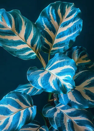 Spectra Leaf Calathea
