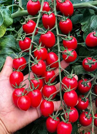Waterfall Tomato Seeds