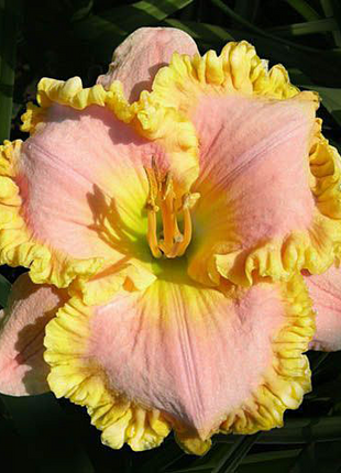 Daylily Hybrid Flowers Seeds, Hemerocallis Hybrid, 20pcs/pack
