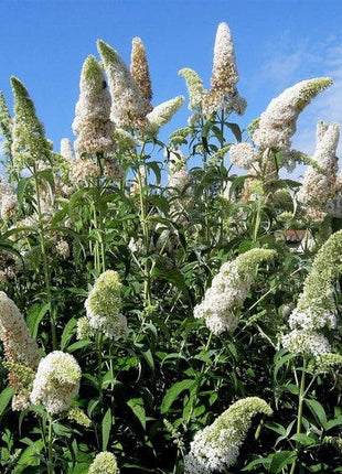 MIXED Colors BUTTERFLY BUSH Buddleia Davidii Flower Shrub Seeds