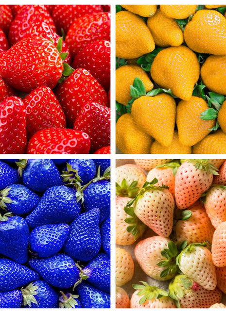 800+ Mix Strawberry Seeds for Planting - Heirloom Non-GMO Red Yellow Blue White Climbing Strawberry