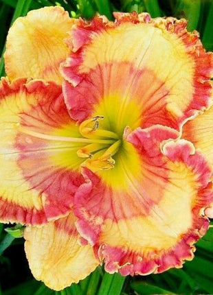 Daylily Hybrid Flowers Seed